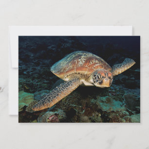 Cartão Sulawesi Tartaruga Marinha Verde
