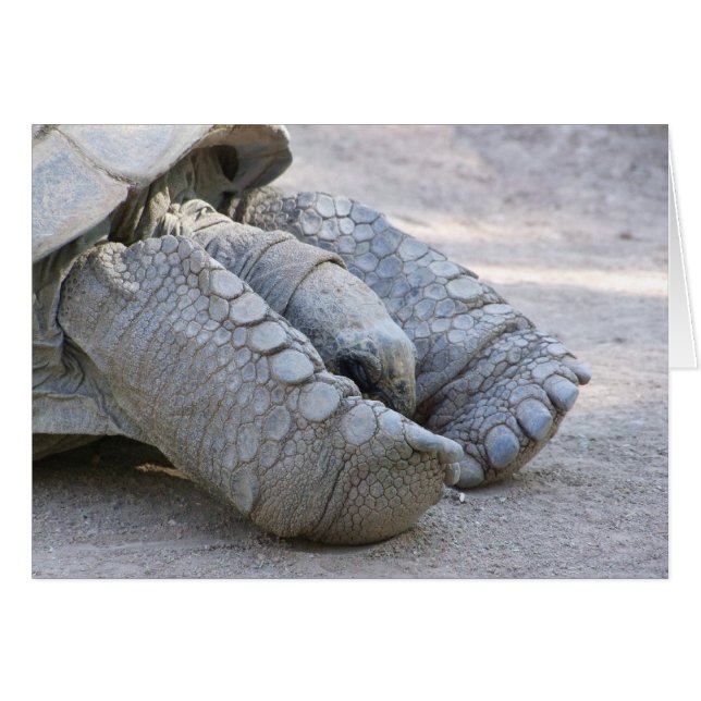 Cartão Sulcata Tortoise (Frente Horizontal)