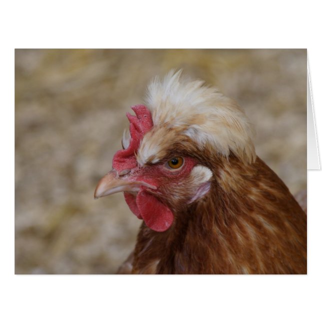 Cartão Sulmtaler Hen (Frente horizontal)