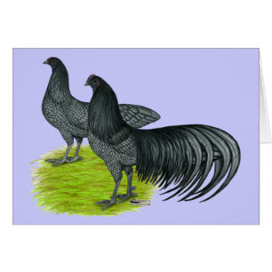 Cartão Sumatra:  Pares azuis