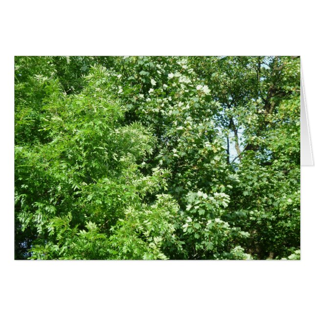 Cartão Summer Breeze (Frente horizontal)