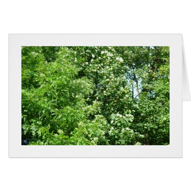 Cartão Summer Breeze (Frente Horizontal)