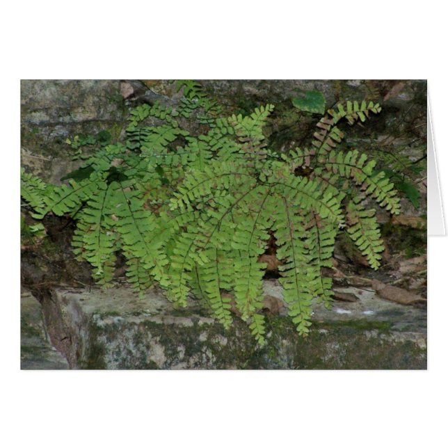 Cartão Summer Fern (Frente Horizontal)