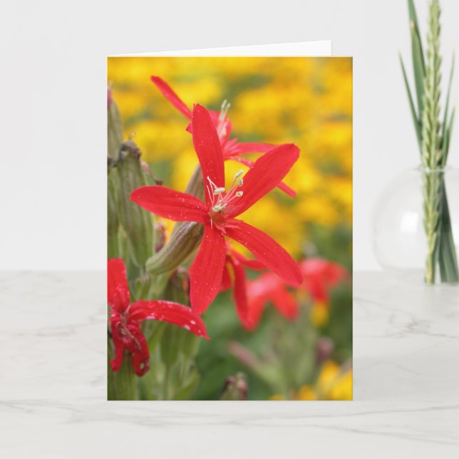 Cartão summer flowers - royal catchfly (Frente)