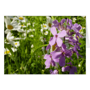 Cartão Summer Lilac e Daisies