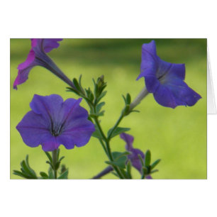 Cartão Summer Petunias