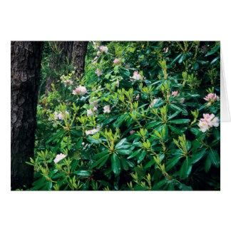 Cartão Summer Rhododendrons