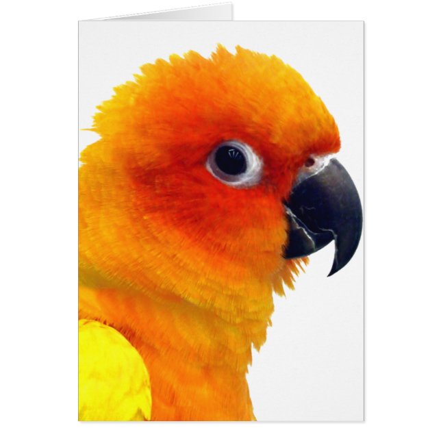 Cartão Sun brilhante Conure (Frente)