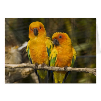 Cartão Sun Conure