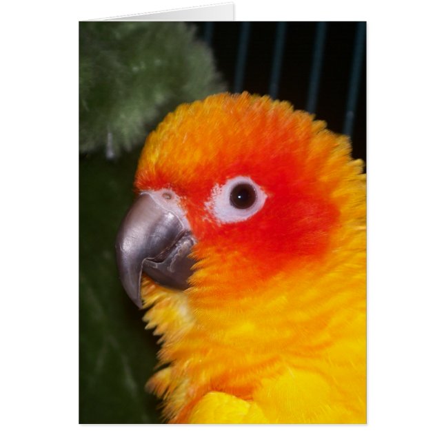 Cartão Sun Conure (Frente)