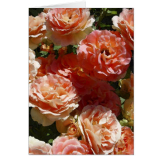 Cartão Sun dappled rosas