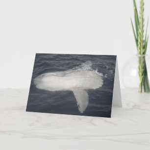 Cartão Sunfish pacífico (mola do Mola)