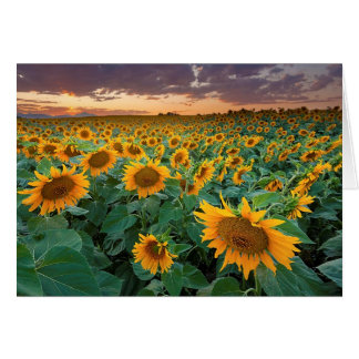 Cartão Sunflower Field em Longmont, Colorado