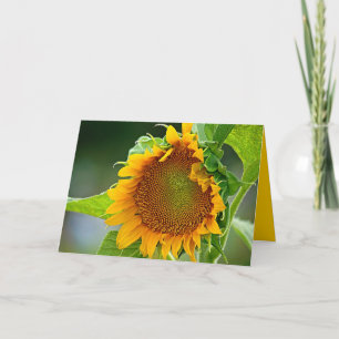 Cartão Sunflower Greeting Card