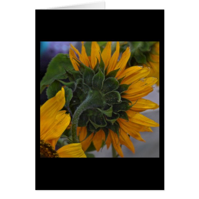 Cartão Sunflower Haze (Frente)