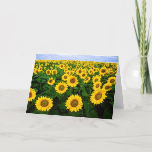 Cartão Sunflowers Greetings Card
