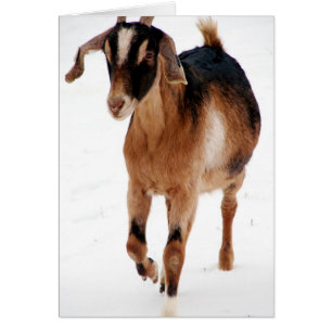 Cartão Sunita Dashin' Na Neve