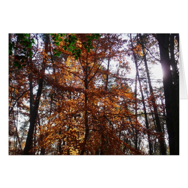 Cartão Sunlight Through Fall Tree (Ponta de Sol por Queda (Frente horizontal)