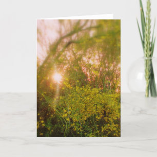 Cartão Sunlit Palo Verde Soft Glow Greeting Card