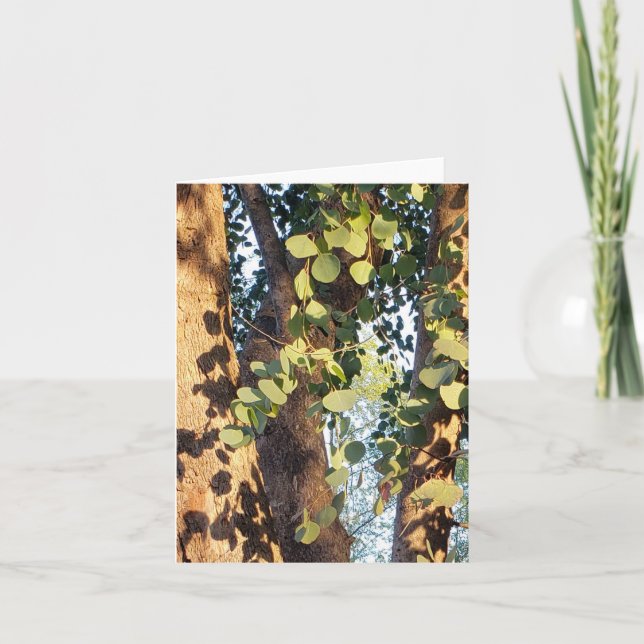 Cartão sunlit spill of eucalyptus greeting card (Frente)