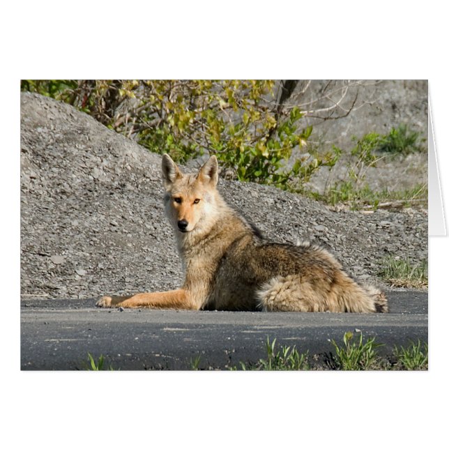 Cartão Sunning Coyote (Frente Horizontal)