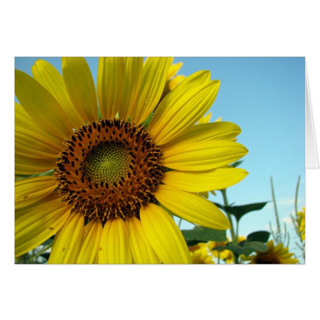 Cartão Sunny (Frente Horizontal)