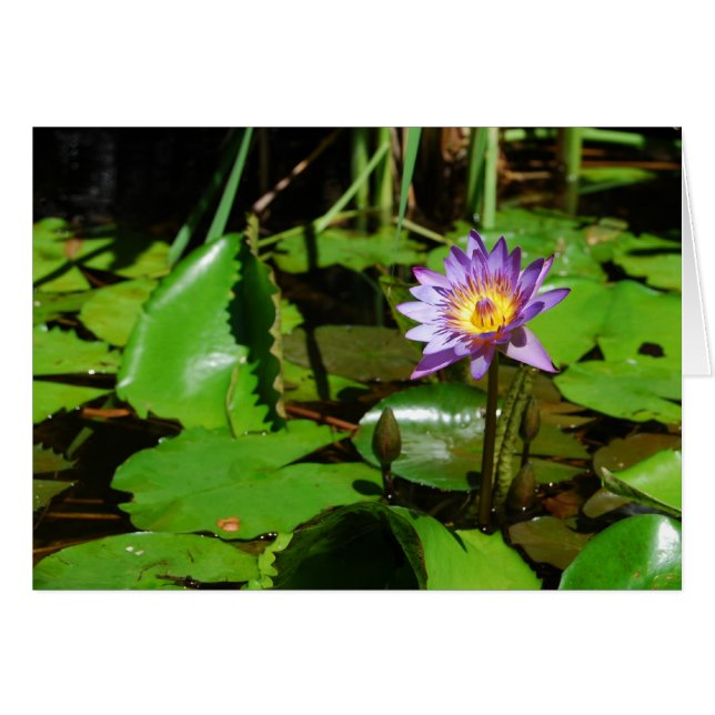 Cartão Sunny Water Lily (Frente horizontal)