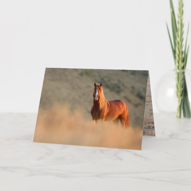 Cartão Sunrise Stallion Wild Horse Greeting Card (Frente)
