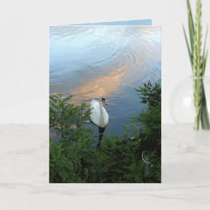 Cartão Sunset Swan