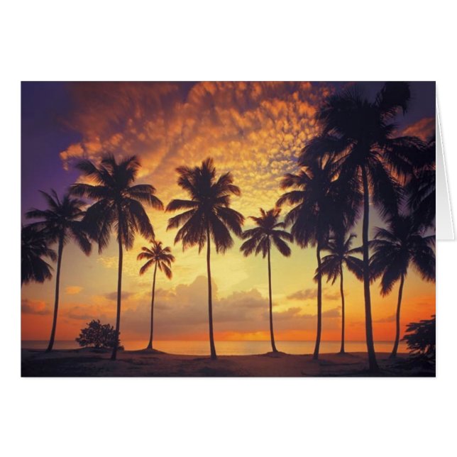 Cartão Sunsetpalm (Frente Horizontal)