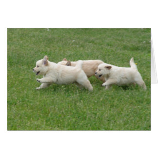 Cartão Sunshine Hill Puppies