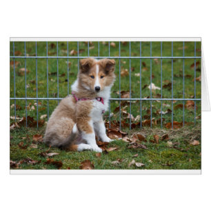 Cartão Super Cute Collie