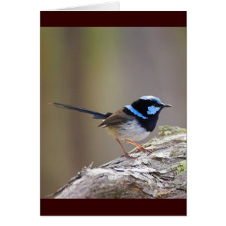 Cartão Superb Fairy-wren