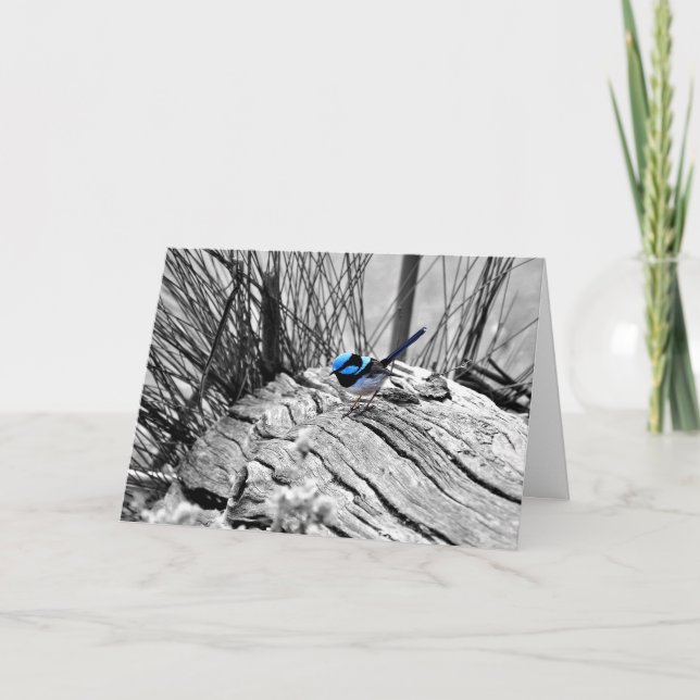 Cartão Superb Fairy Wren Greeting Card (Frente)