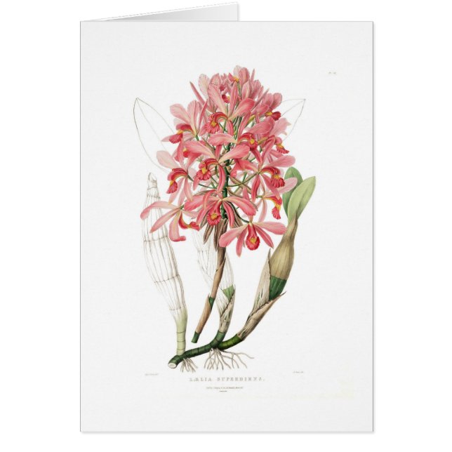 Cartão Superbiens do Laelia (Frente)