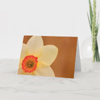 Suporte ao Cancer Daffodil Chemo