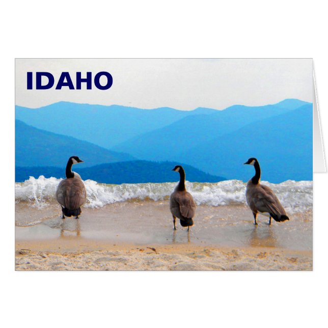 Cartão Surf! - Gansos (Frente Horizontal)