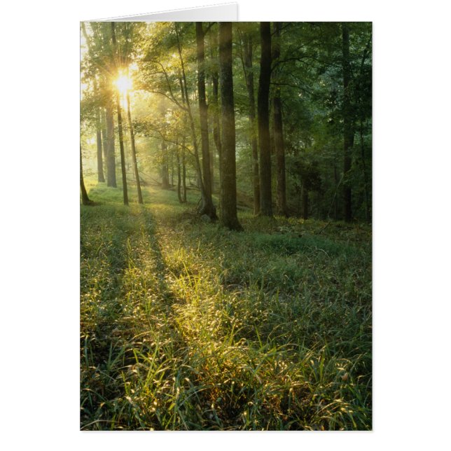 Cartão Surgimento através da floresta de carvalho e nogue (Frente)