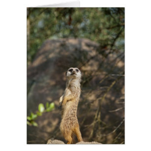 Cartão Suricata