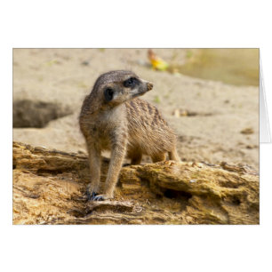 Cartão Suricata