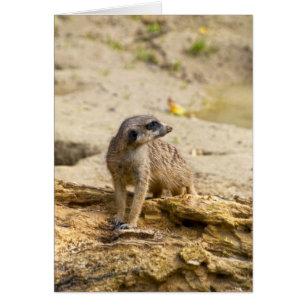 Cartão Suricata