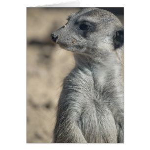 Cartão Suricata engraçada