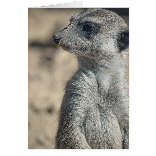 Cartão Suricata engraçada (Frente)