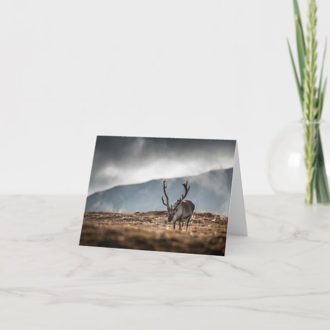 Cartão Svalbard Reindeer Nature Foto: (Frente)