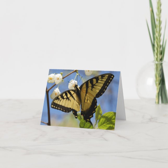 Cartão Swallowtail Butterfly Note Cards (Frente)