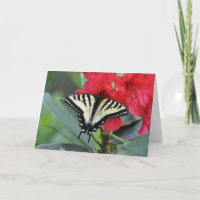 Swallowtail Butterfly with Wings Open