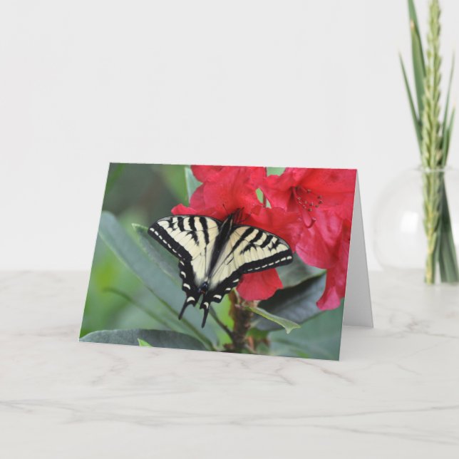 Cartão Swallowtail Butterfly with Wings Open (Frente)