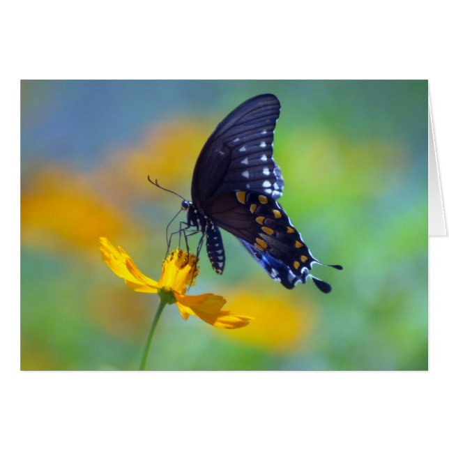 Cartão Swallowtail preto oriental (Frente horizontal)