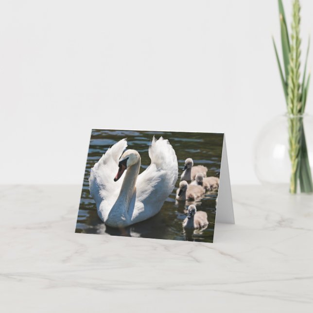 Cartão Swan e Cygnets (Frente)