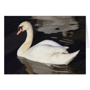 Cartão Swan em um lago